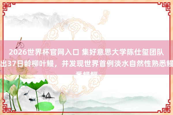 2026世界杯官网入口 集好意思大学陈仕玺团队育出37日龄柳叶鳗,并发现世界首例淡水自然性熟悉鳗鲡